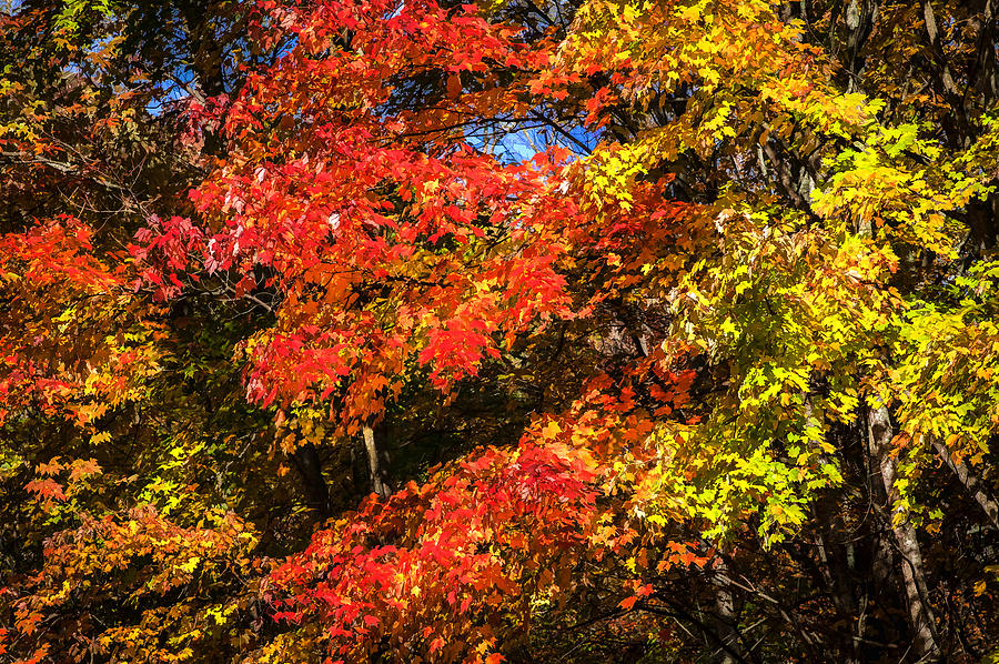 Fall Foliage Great Smoky Mountains  Photograph by Rich Franco