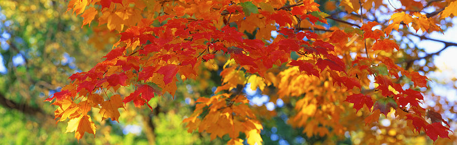 Fall Foliage, Guilford, Baltimore City Photograph by Panoramic Images