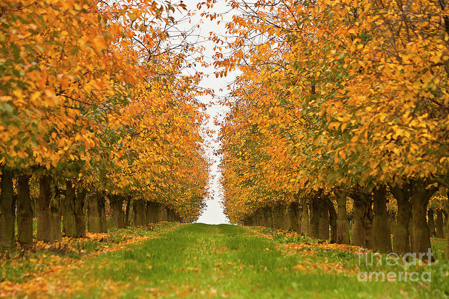 Fall Foliage Photograph by Heiko Koehrer-Wagner