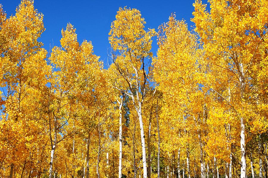 Fall Foliage in Colorado Photograph by Marilyn Burton