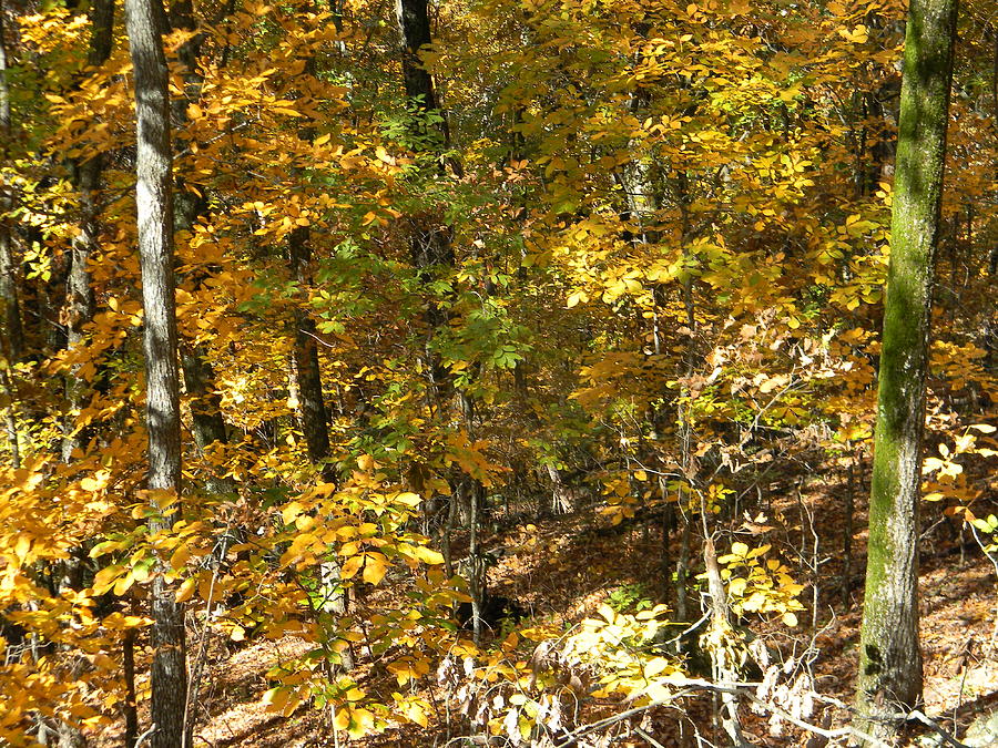 Fall Foliage In Georgia Photograph by Mary Koval - Fine Art America