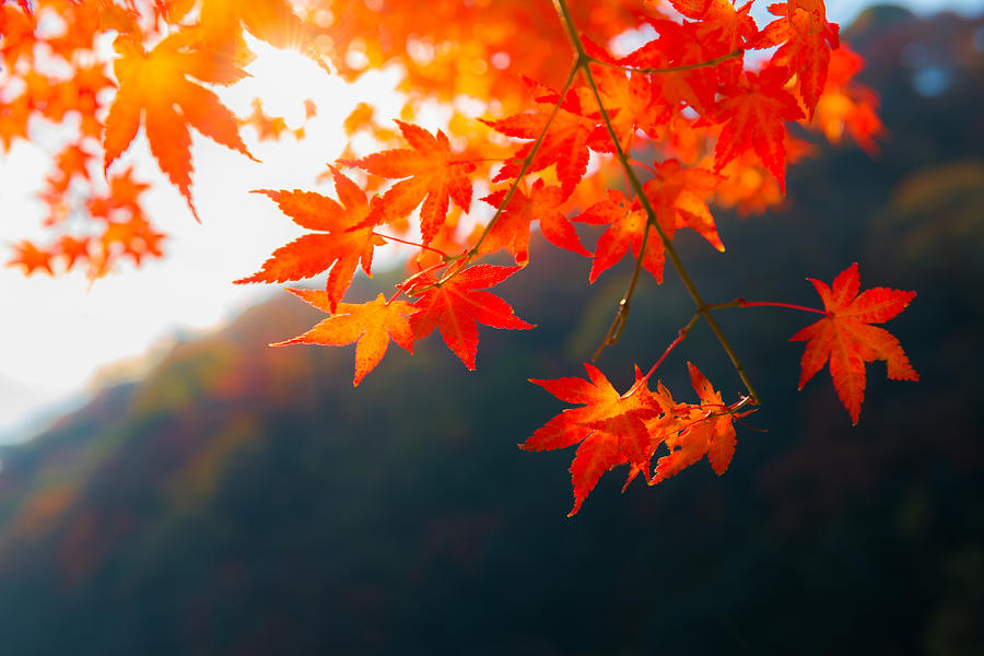Fall foliage in Japan Photograph by Noppawat Tom Charoensinphon