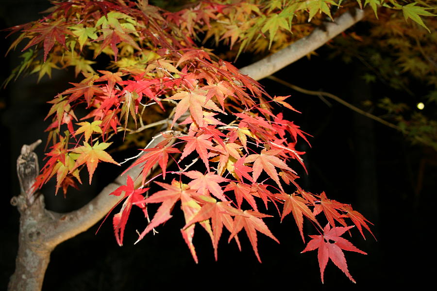 Fall Foliage in Kyoto Japan Photograph by Angela Bushman