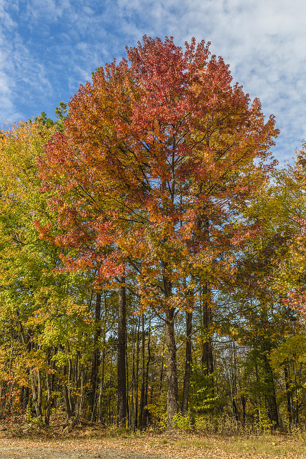 Fall Foliage in the Ouachita National Forest Photograph by Steven Schwartzman