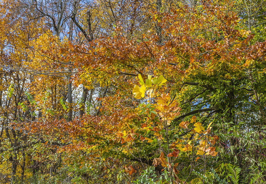 Fall Foliage in the Ozarks Photograph by Steven Schwartzman