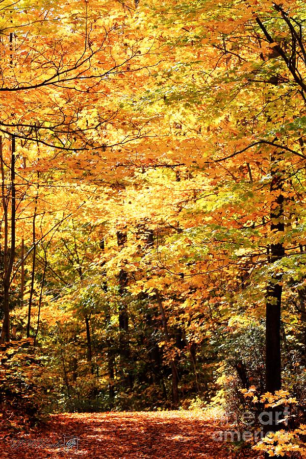Tree Photograph - Fall Foliage by J McCombie
