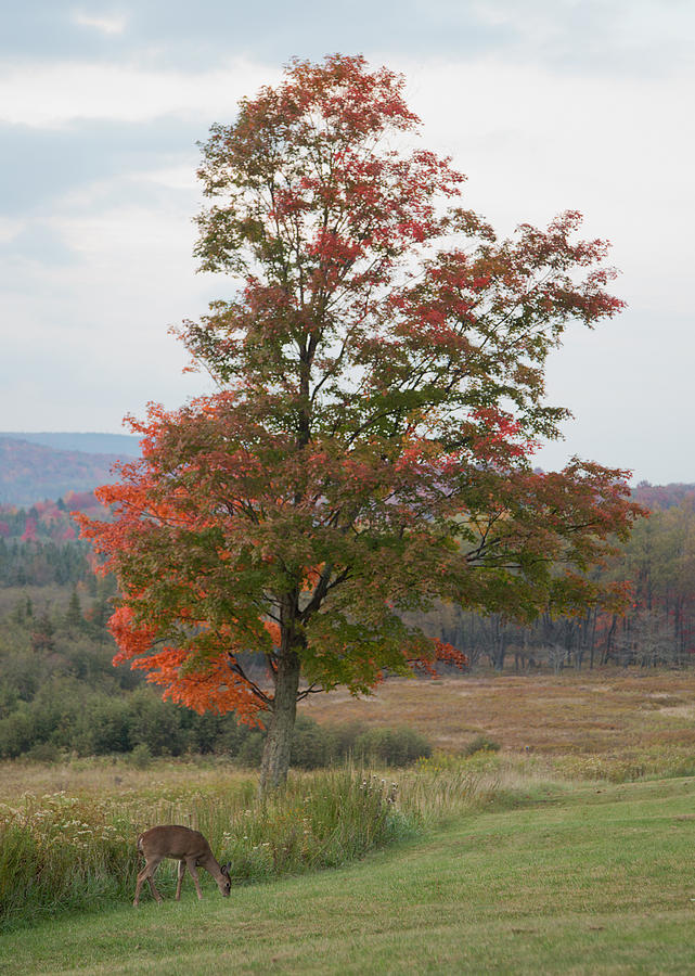 Fall Foliage Photograph by Jack Nevitt