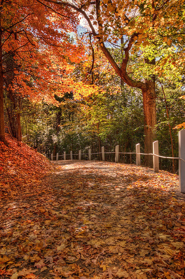 Fall Photograph - Fall Foliage JGP4518 by Joe Granita