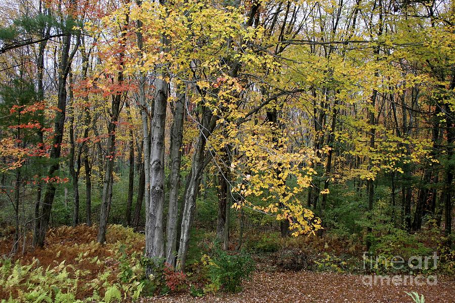 Fall foliage Photograph by Jim Gillen