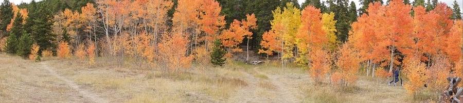 Mountain Photograph - Fall Foliage by Kimberly Weninger