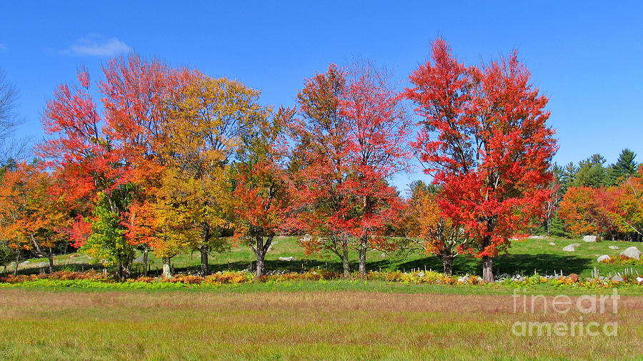 Fall Foliage Photograph by Larry Landolfi