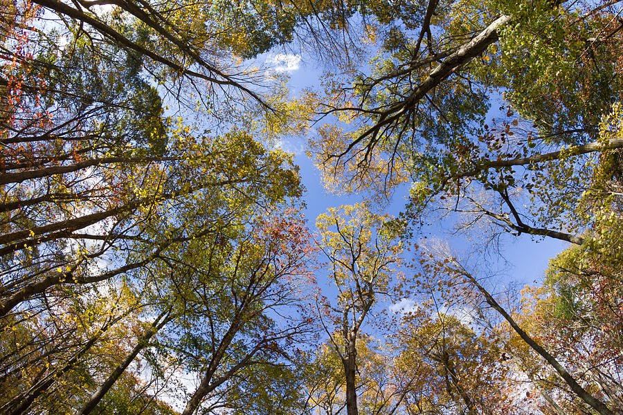Fall Foliage - Look Up 2 Photograph by Kirkodd Photography Of New England