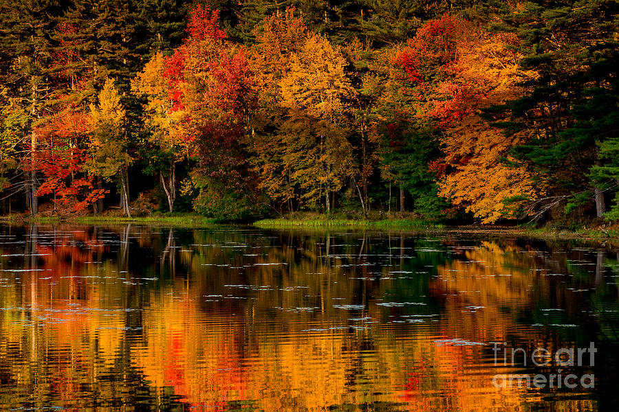 Fall Foliage New Hampshire 2 Photograph by Tom Wilder - Fine Art America