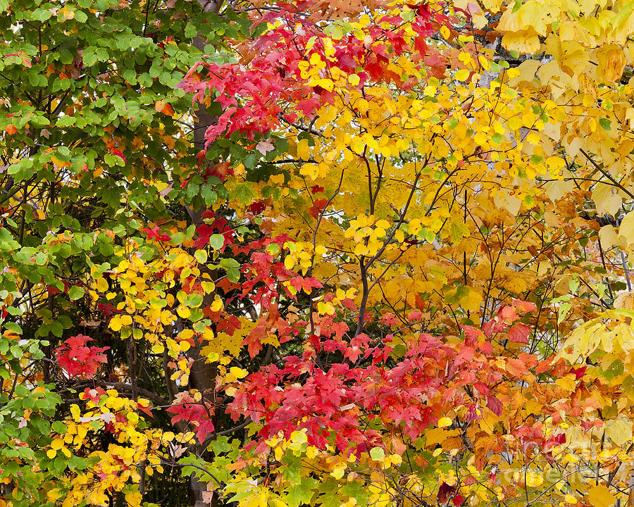 Fall Foliage Palette Photograph by Alan L Graham