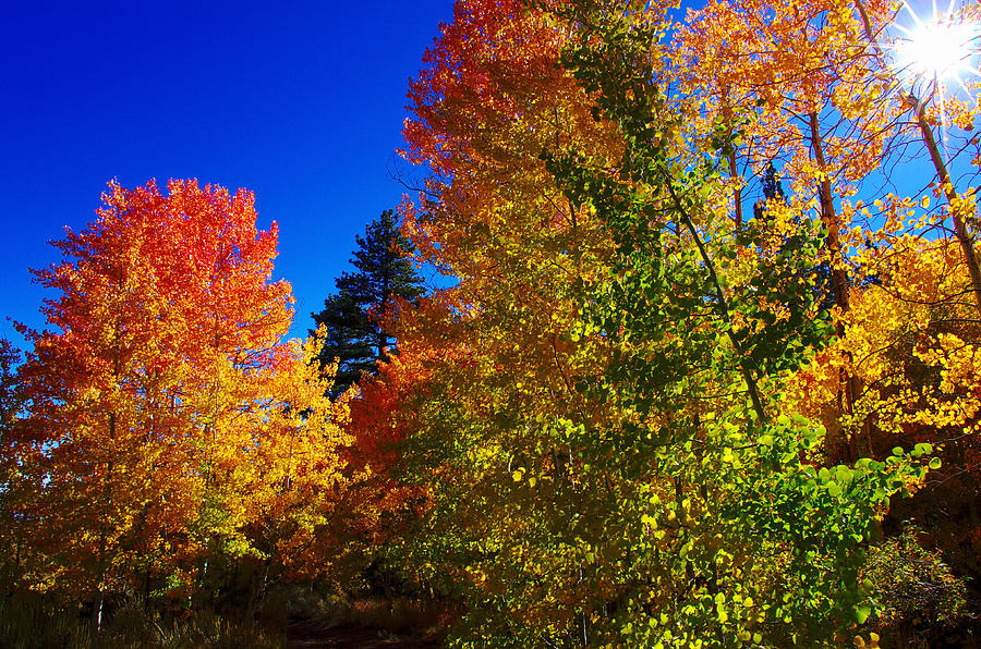 Fall Foliage Palette Photograph by Scott McGuire