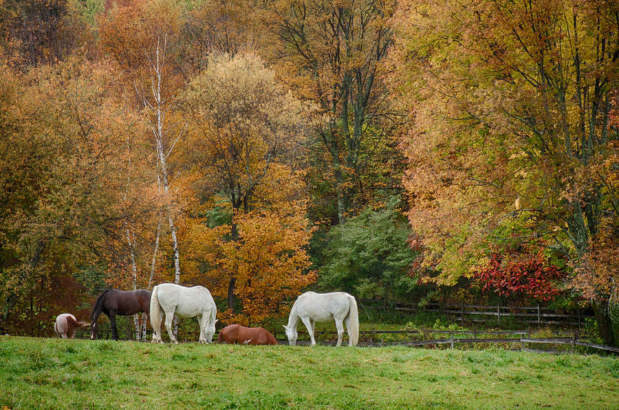 Fall foliage pasture Photograph by Jeff Folger