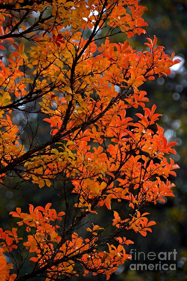 Fall Foliage Photograph by Patrick Witz