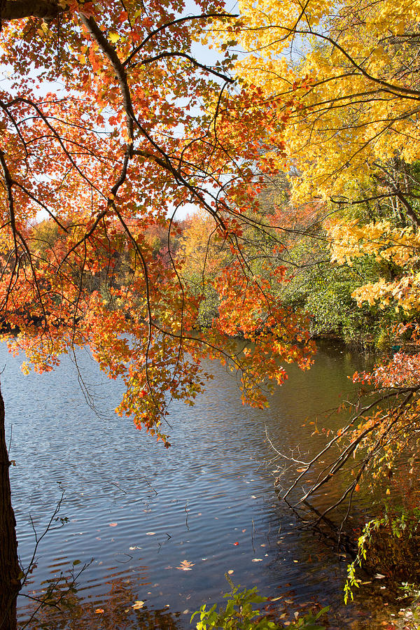 Fall Foliage Photograph by Susan Jensen