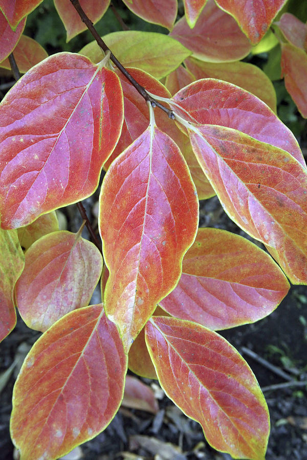 Fall Foliage, The Autumn Leaves Photograph by Dave Bartruff - Fine Art ...