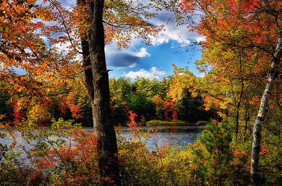 Fall Foliage V Photograph by Tricia Marchlik