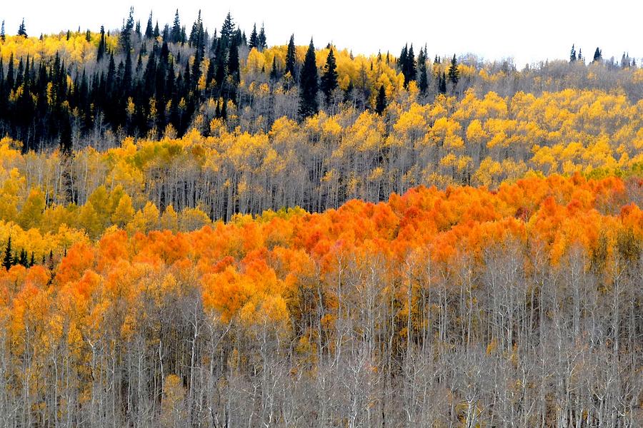 Fall Foliage - Walden Colorado Photograph by Marilyn Burton