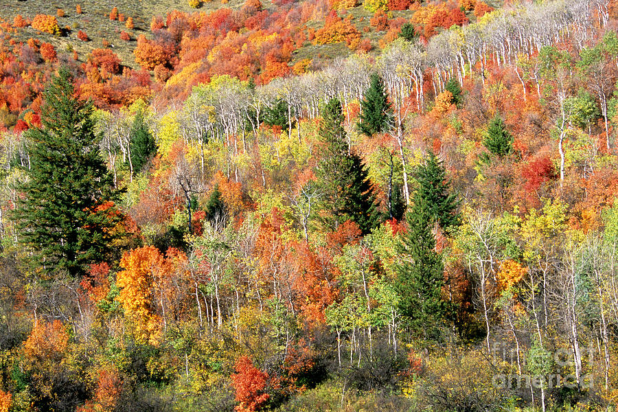 Fall Foliage Photograph by William H. Mullins