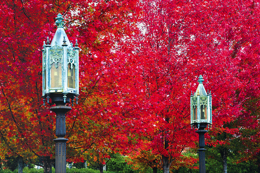 Fall Foliage With Lamps Photograph by Bauhaus1000