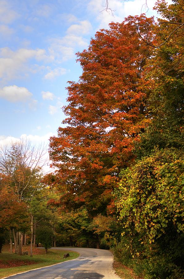 Fall Foliage1 Photograph by Deborah Ritch