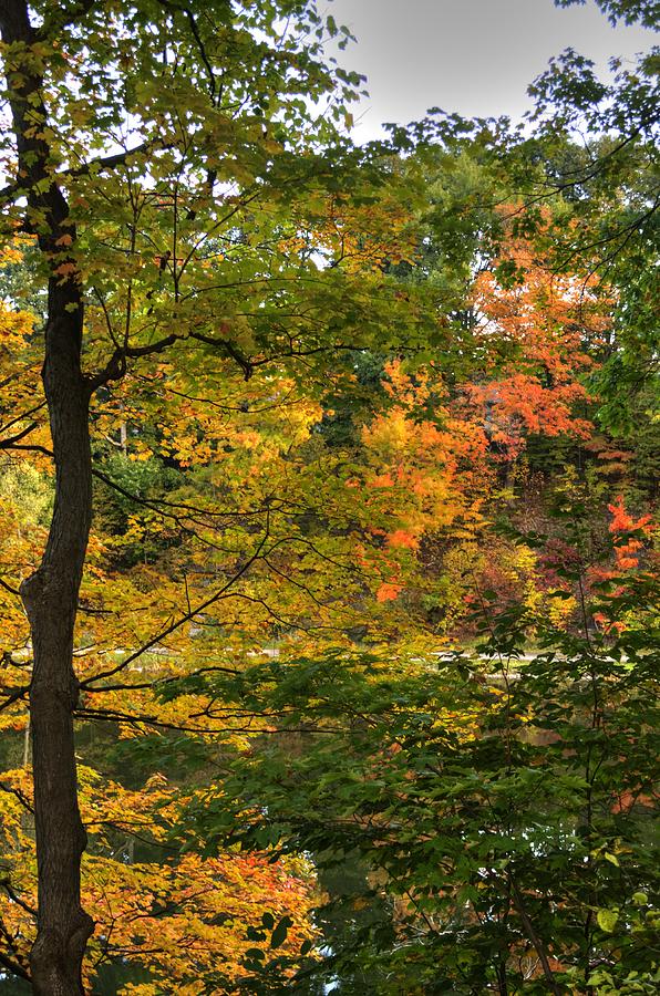 Fall Foliage5 Photograph by Deborah Ritch