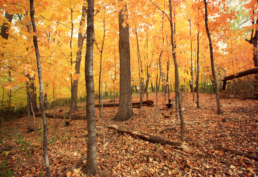 Fall Forest Photograph by Amanda Stadther