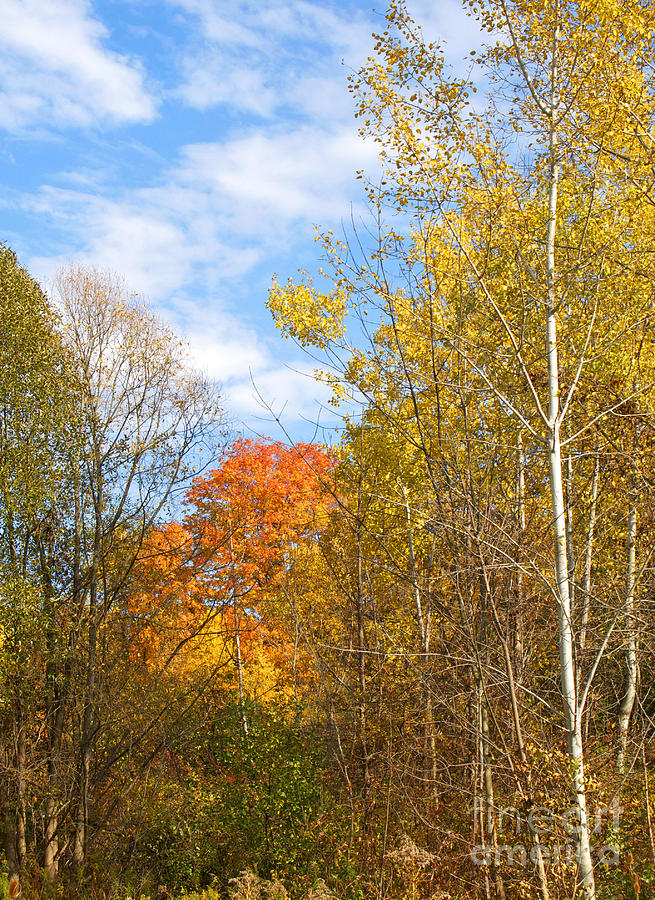 Fall Forest Photograph by Ann Horn