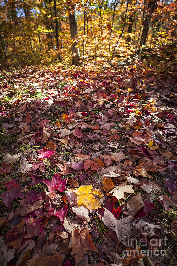Fall forest floor  Photograph by Elena Elisseeva