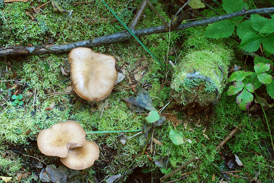 Fall Forest Floor by Jan Piet Fall Forest Floor by Jan Piet