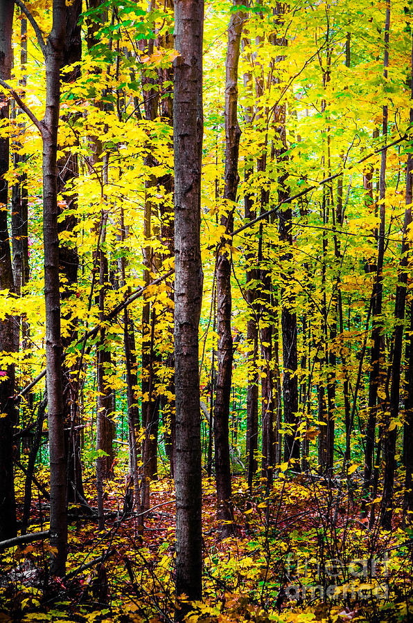 Fall Forest Photograph by Michael Arend