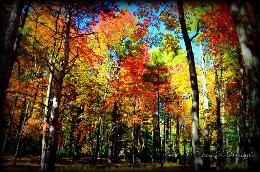 Fall Photograph - Fall Forest by Terri K Designs