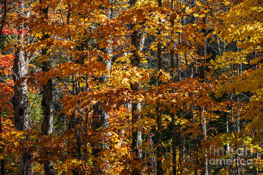 Fall forest with orange leaves Photograph by Elena Elisseeva