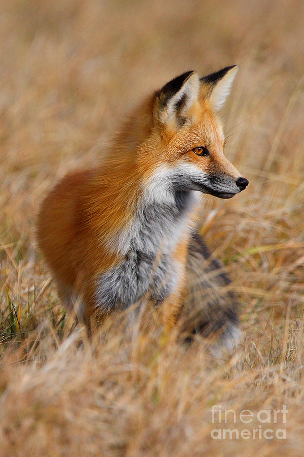 Fall Fox Photograph by Bill Singleton
