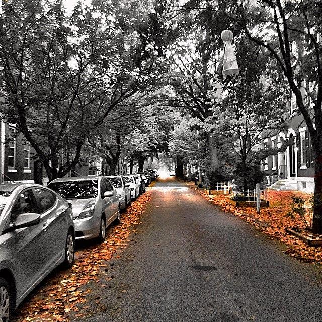 Fall Photograph - #fall Friday 🍁🍂🍁 #colorsplash by Dan  Diamond