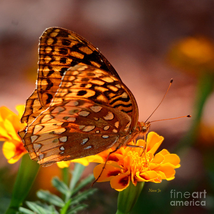 Fall Fritillary Butterfly Photograph by Nava Thompson