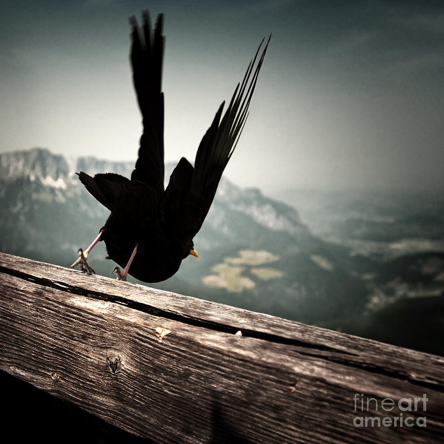 Bird Photograph - Fall from Eagles nest by Michel Verhoef