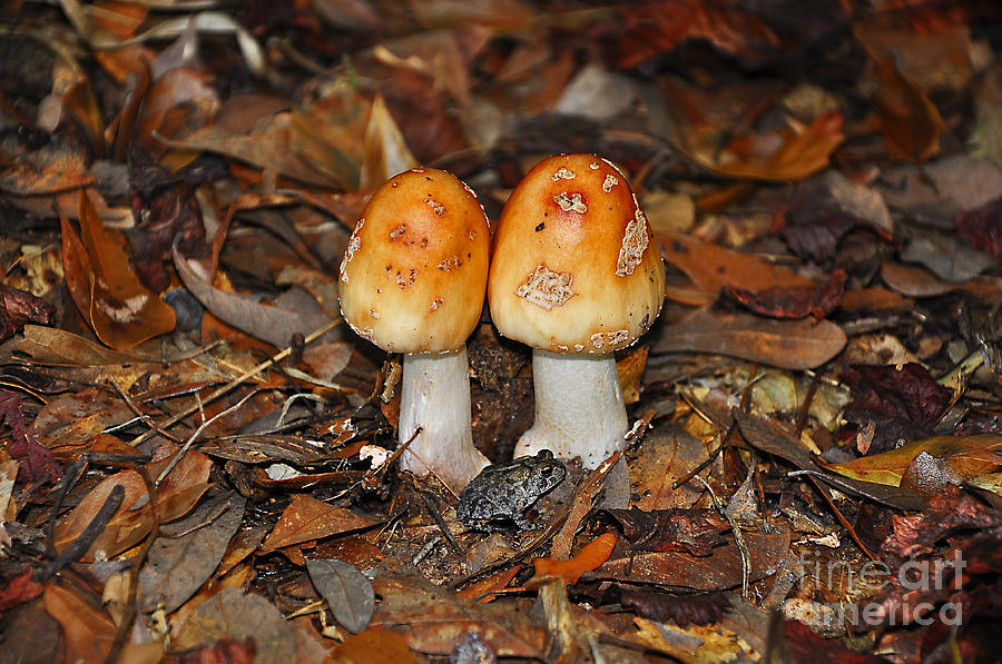 Fall Fungi Photograph by Al Powell Photography USA