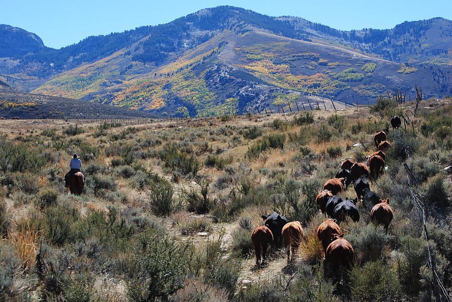 Cattle Photograph - Fall Gather by Lee Raine Cattle Photograph - Fall Gather by Lee Raine