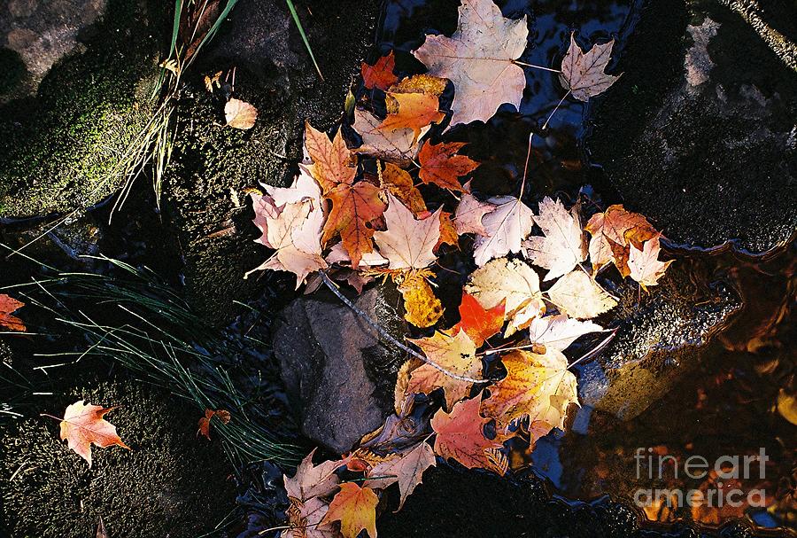 Fall Gathering Photograph by Jim Simak