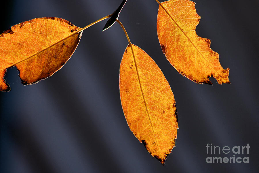Fall Glories Photograph by Stan Reckard