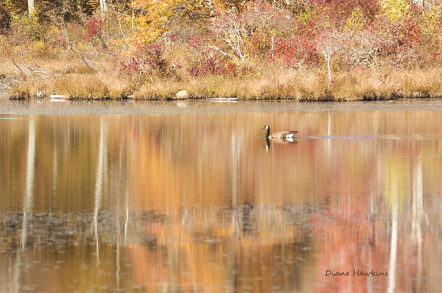 Fall Goose Photograph