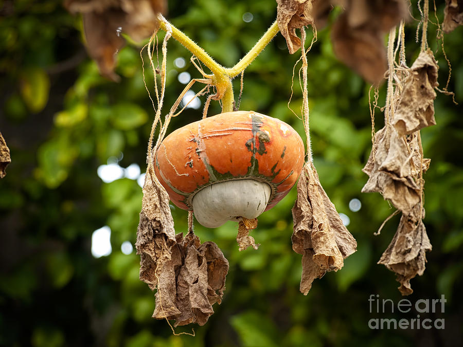Fall Gourd Photograph