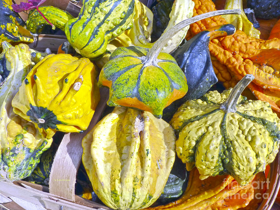 Fall Gourds Photograph by Dee Flouton