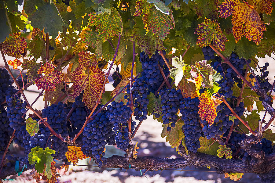 Grape Photograph - Fall Grape Harvest by Garry Gay