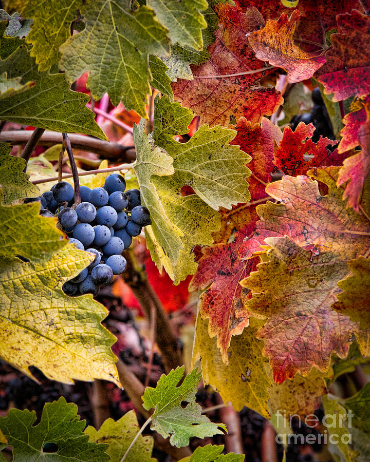 Fall Grapes Photograph by Ana V Ramirez