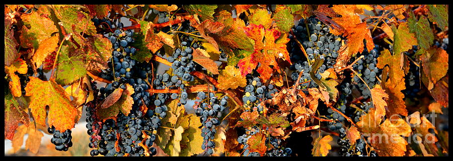 Fall Grapes Dining Room Art Photograph by Carol Groenen